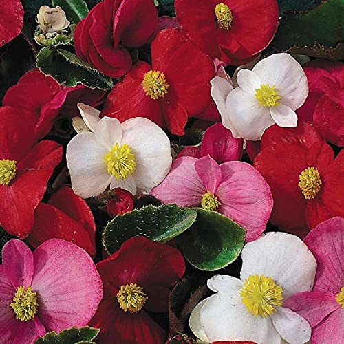 Bégonia fibreux annuel vivace arc-en-ciel d’été 50 graines de plantes d’intérieur de fleurs Semperflorens