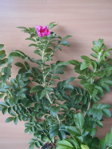 Hagebutte Rosa rugosa 30-40 cm hoch im 3 Liter Pflanzcontainer