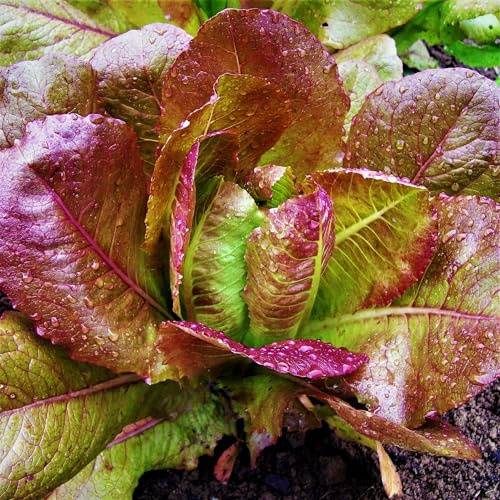 TomorrowSeeds - Rouge De Hiver Romaine Lettuce Seeds - 2000+ Count - for 2026 Planting Lactuca Sativa Red Bronze Salad Greens Leafy Cos Roman Manchester Spinach Vegetable Non-GMO Grow Your Own Home