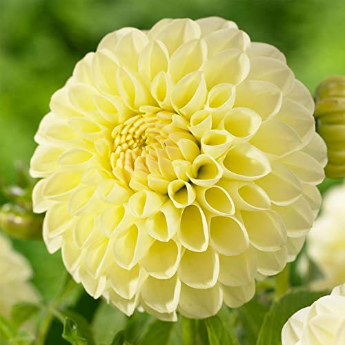 Dahlia Pompon – Stunning Bright Blooms – Perennial – Summer Flowering Bulb – for Your Beautiful Garden (1 x Dahlia Pompon Yellow)