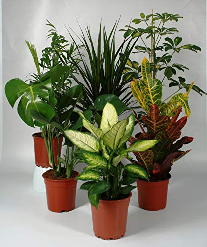8 plantas Mezcla de plantas de interior 8 plantas 60-80 cm - Plantas de oficina Mezcla de plantas verdes