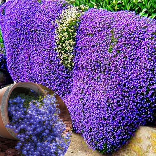 Winterharte mehrjährige，Viele Farben Thymian，Einfach zu Pflegen，Aromatisches Bodendeckerwunder Für Garten Und Balkon (Lila)