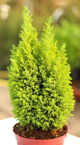 Giallo Cipresso Falso Chamaecyparis Lawsoniana Ellwoods Gold 20-30 cm