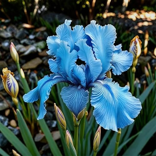 Bulbos de Iris Perennes y Resistentes | Colores Vibrantes | Ideales para Balcón y Jardín Exterior-4pcs-g