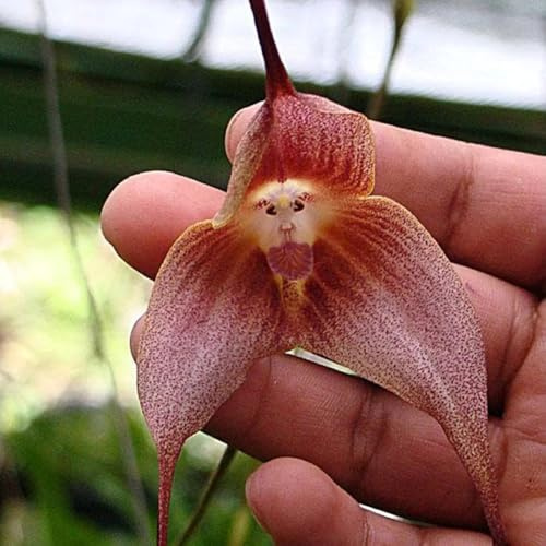 semi di orchidea scimmia, dracula simia, ornamentali decorazione, balcone di orchidea faccia di scimmia di orchidea balcone, decorazione 180pcs