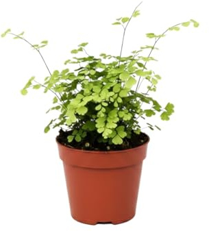 Adiantum Raddianum Fragrans Cabello de Venus DECOALIVE Planta Natural Decorativa Maceta 14 cm Altura 35 cm para Regalo