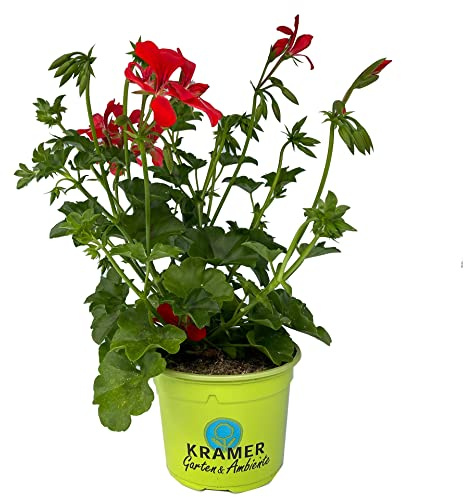 Murciana o Pelargonium Peltatum Natural Planta con Flores Coloridas de Inflorescencia Primaveral