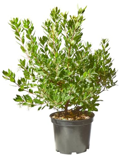 Verdecora Madroño en maceta de 10L | Arbutus unedo | Árbol Frutal y Ornamental | Ideal para Jardines, Terrazas y Decoración Exterior