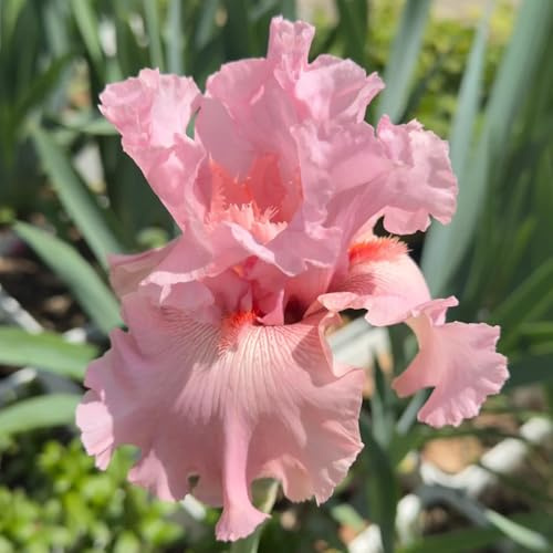 iris primaverili rari iris autunnali, resistenti,te da appartamento forniture da giardino giardino interno decorazioni per esterni 3bulbi