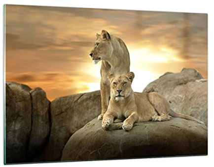 Decoracion Salon Leones puesta de sol rocas garras Vidrios decorativos 120x80cm Cuadro Sobre Vidrio Moderno Cuadros Pared Impresiones Impresión en Cristal Wall Art Prints Grande XXL GAA120x80-2958