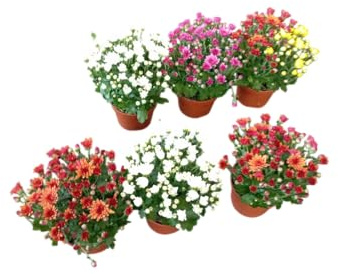 Pack 6 Crisantemos Naturales Plantas Ornamentales con Flor para Todo el Año