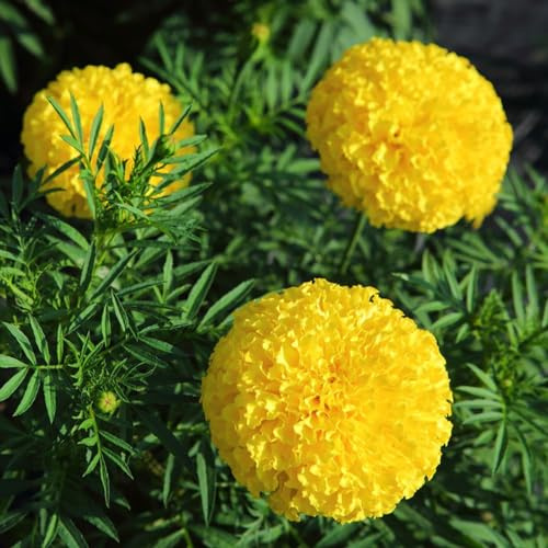 semi tagete decorazione calenduli riverdimento tetti decorazioni giardino autunno, 650pcs