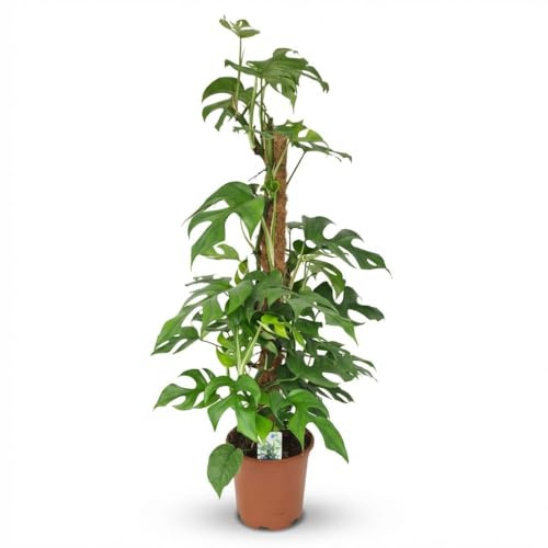 Monstera Minima am Moosstab grün 90cm 19cm Zimmerpflanze pflegeleicht Kletterpflanze mit dekorativen geschlitzten Blättern für Wohnzimmer Büro Schlafzimmer
