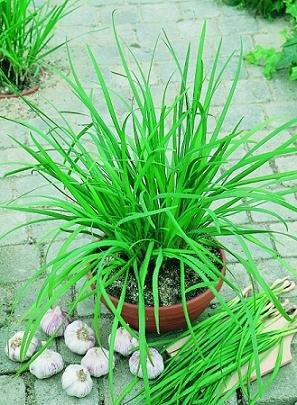 Chives Garlic Geisha Allium tuberosum 250 Seeds