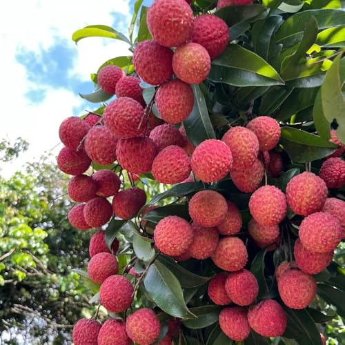Semillas de lichi, Litchi chinensis, semillas de para jardin de lichi resistente, enanos resistentes jardín 50pcs