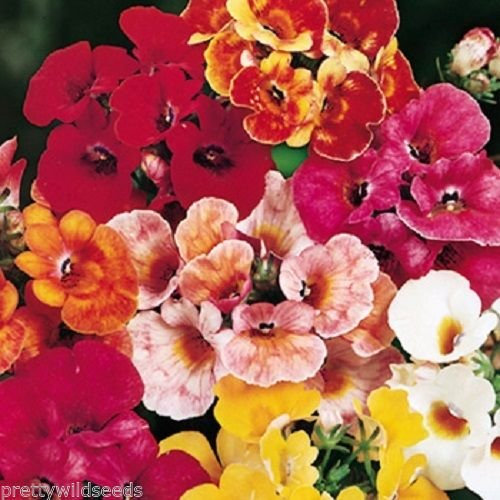 3,000 Nemesia-Carnival-Mixture-half-hardy-annual-bedding-plants-3000-Seeds 0.5g by Pretty Wild Seeds