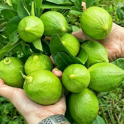 semillas de limonero, jardín resistentes de limonero, balcón exóticas resistentes 150pcs
