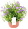 Campanule Dolc'Amore - 22cm - Ø12cm - Plante de jardin