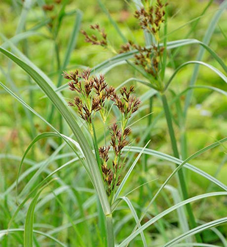 Hohes Zypergras - Cyperus longus - lebende Gartenpflanze aus den Baumschulen
