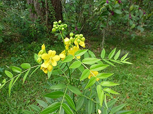Liguster Cassia (Senna ligustrina) - 30 halb - Farfalla alimentari - arbusto