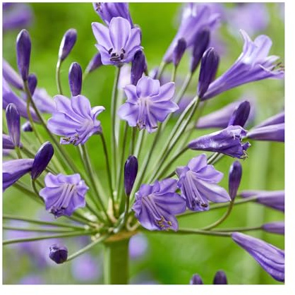 Agapanthus Vallee de la Loire - 3 Established 9cm Plants Perennial Plants Ready for Garden/Patio/Balcony. African Lily Plants Online Great Value