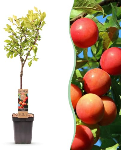 Ciruelo Prunus Domestica Victoria, para Exterior, Maceta 21 cm, 90 cm