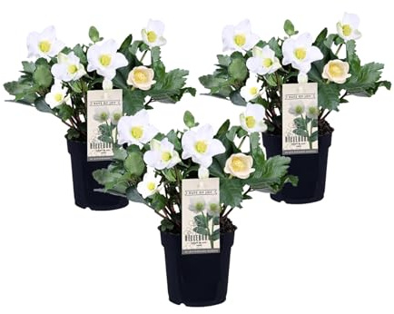 Plant in a Box - Helleborus 'Julros' - Kvantitet: 3 - Helleborus - vit - Blommande trädgårdsväxter - Krukstorlek 12 cm - Höjd 20-30cm