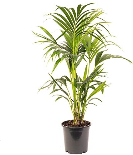 Palma Kentia - Howea forsteriana | Purificador de aire interior | Planta de interior en maceta alta