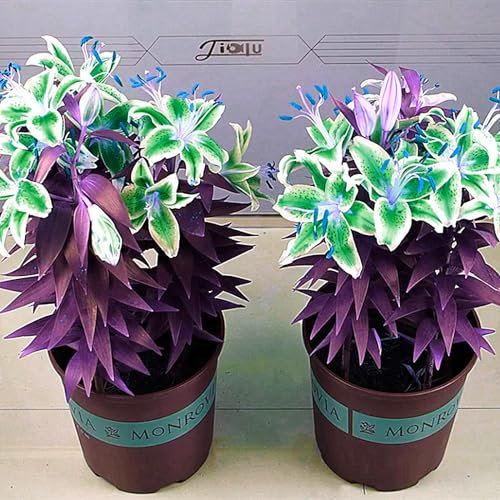 Lilienzwiebeln, Blumenzwiebeln, Riesenlilien Baumlilien Winterhart MehrjäHrig, Temperament,Frische Luft, Winterhart MehrjäHrig,Blumenzwiebeln,Gartenpflanzen-6zwiebeln-E