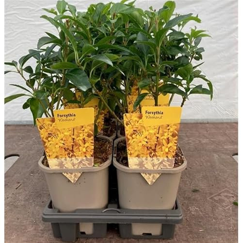 Forsythia x intermedia 'WEEK-END' 30-40 cm – Goldglöckchen Strauch im Topf – Winterharte Zierpflanze mit leuchtend gelben Blüten – Ideal für Hecken, Beete & Kübel