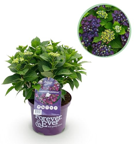 Ortensia - Hydrangea Forever & Ever - Viola - 7-12 Fiori - Pianta da terrazzo - 40-55cm - Ø23cm - Pianta da giardino