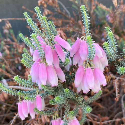 semillas resistentes al brezo - jardín rocas decoración 10pcs