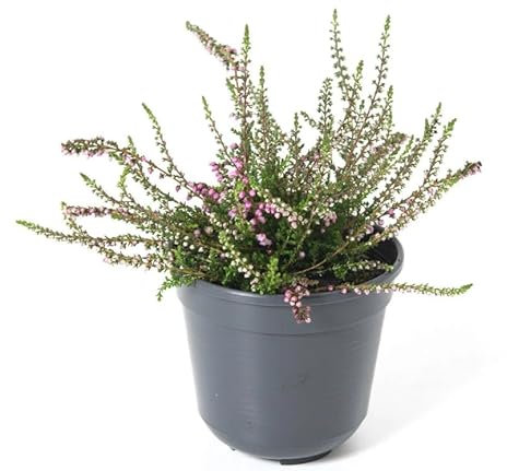 Brezo Ornamental Narural Planta de Exterior Arbustiva y Resistente