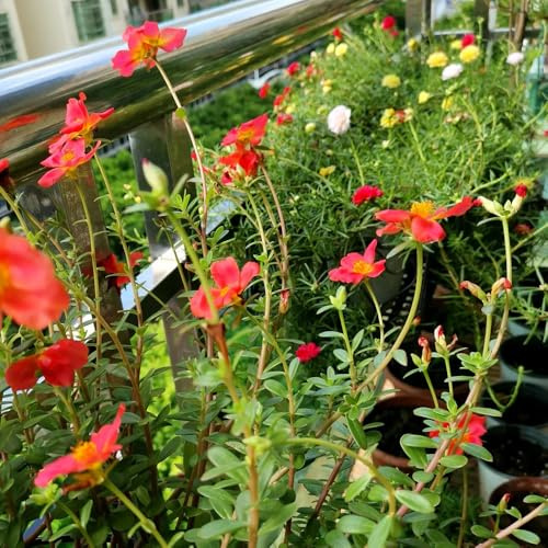 semillas de verdolaga resistentes de cocina, balcón Comprar verdolaga cubierta perenne resistente, decoración jardín para exteriores, 650pcs