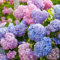 Benoon Semillas De Hortensias, 100 Piezas/Bolsa Semillas De Hortensias Semillas De Flores De Bonsai De Suelo Neutro Para Balcón Semillas de hortensias