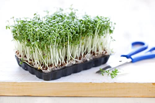 500g Samen Kresse Gartenkresse Bio Lepidium Sativum Garten Küchen Kräuter Samen