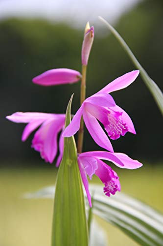 WASSERPFLANZEN WOLFF - Bletilla striata - Sumpf- Orchidee - Japanorchidee - RARITÄT! - im 9x9 cm Topf durchwurzelt - QUALITÄTSSTAUDE