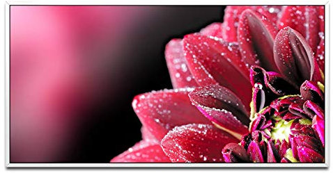 Dahlie mit Tautropfen ca. 130x70cm Wandbild inklusive Schattenfugenrahmen weiss - Panorama Leinwand Bild XXL Format Wandbilder Wohnzimmer Wohnung Deko Kunstdrucke