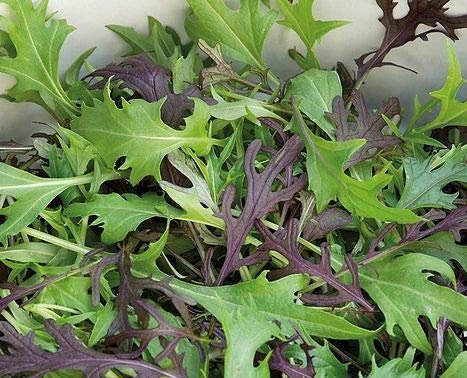 MIZUNA - SENAPE GIAPPONESE NR.300 SEMI