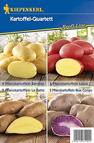 Pflanzkartoffeln Mischungstüte | 4 verschiedene Sorten | 12 Stück