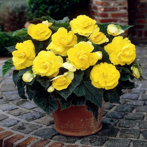 30pcs Double Yellow Begonia Flower Seeds