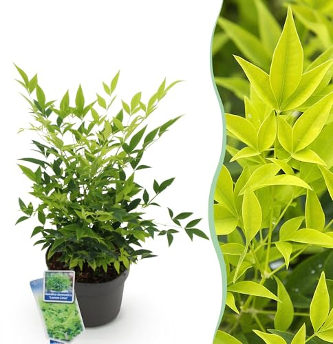 GreenboutiQ - Gartenpflanze - Nandina Lemon & Lime - Gelb - 1 Pflanze - Immergrün - Wenig Pflege - Topf 17cm Höhe 45cm