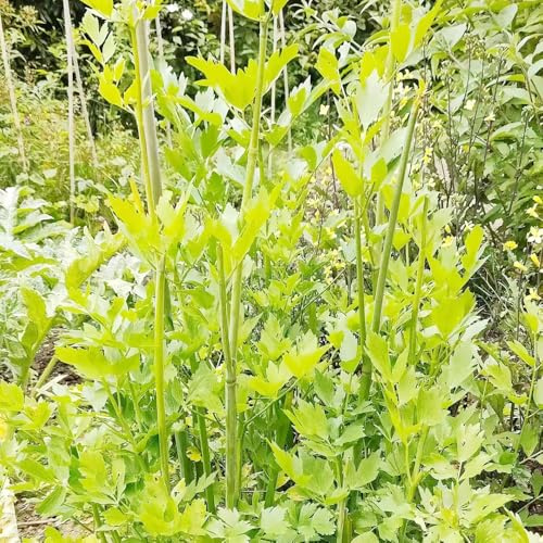levistico resistenti in vaso selvatiche rare per giardino 600semi