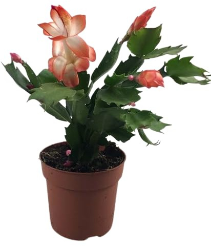 Cactus de Navidad: la Planta Que Dura Todo el Año