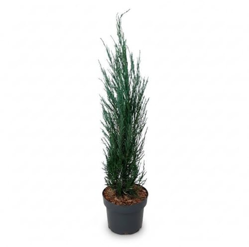 Säulenwacholder Juniperus scopulorum Blue Arrow 60-80 cm winterhart | Sichtschutz, schmale Säulenform, sonnig bis halbschattig, schnittverträglich, blaugrüne Nadeln, für Vorgarten geeignet