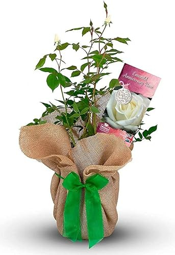 Carbeth Plants Emerald Wedding Wrapped Rose Bush in 3L Pot | perennial, horticulture, low maintenance, garden favorite, vibrant foliage, gifting plant