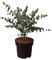 eucalipto 'azura', árbol ornamental, planta de jardín, árbol de hoja perenne, acento de color, árbol aromático, árbol compacto, árbol de hoja caduca, planta decorativa