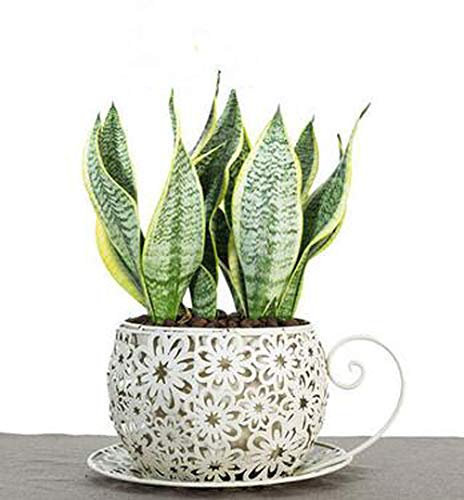 Better-way Decorative Planter Pots Indoor Metal Planter Succulent Plant Container with Saucer Decorative Indoor Pots Rustic Decor(Teacup)