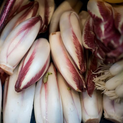semillas de achicoria resistentes para jardín, achicoria de viejas balcón invernadero, balcón, 60pcs