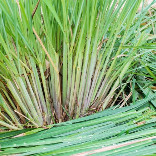 Citronella giardino varietà antiche e rare selvatiche, giardino coltivazione verdi resistenti resistenti 300semi
